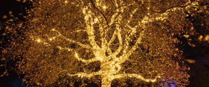 Der Christmas Garden Insel Mainau: Eine magische Reise in leuchtende Welten! Der Christmas Garden Insel Mainau: Eine magische Reise in leuchtende Welten!